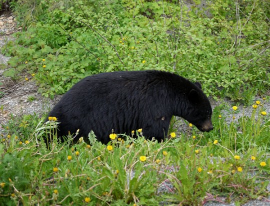 b110611_bbear